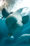 CHI_Shedd_Beluga Whale.jpg